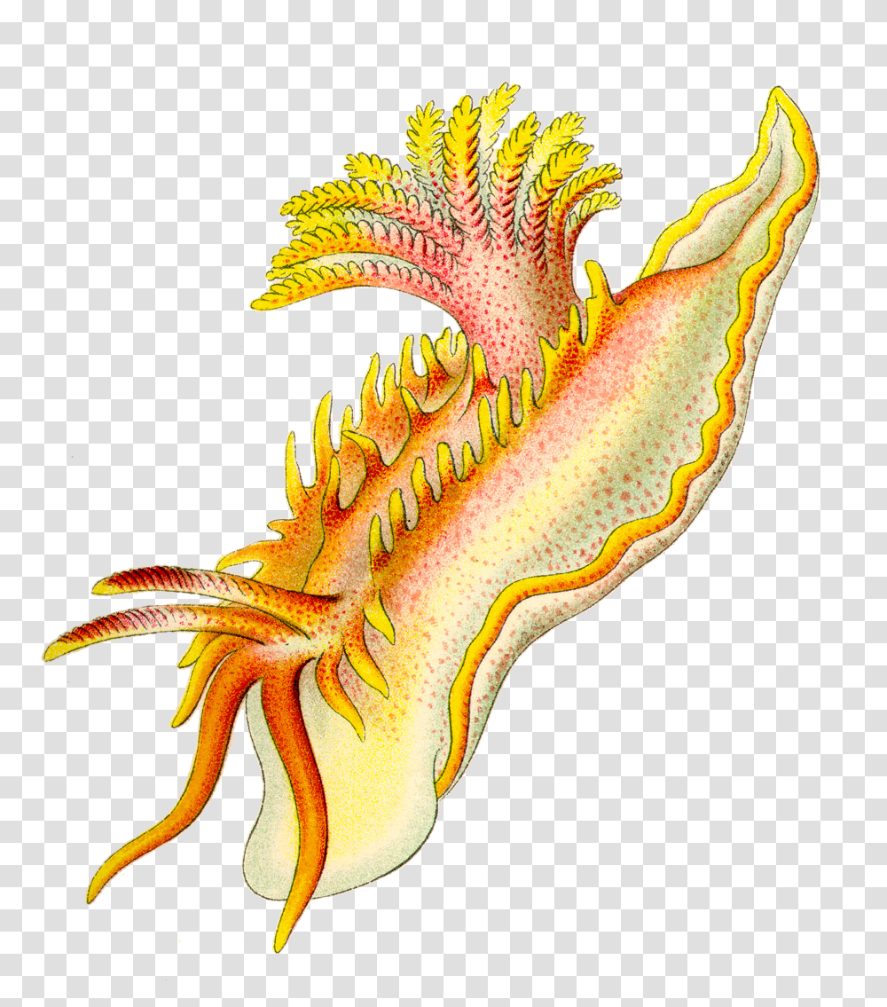 Sea Slug Clipart, Animal, Sea Life, Invertebrate, Dragon Transparent Png