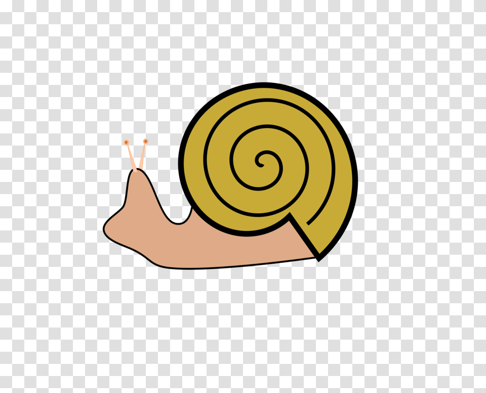 Sea Snail Gastropod Shell Gastropods Slug, Invertebrate, Animal Transparent Png