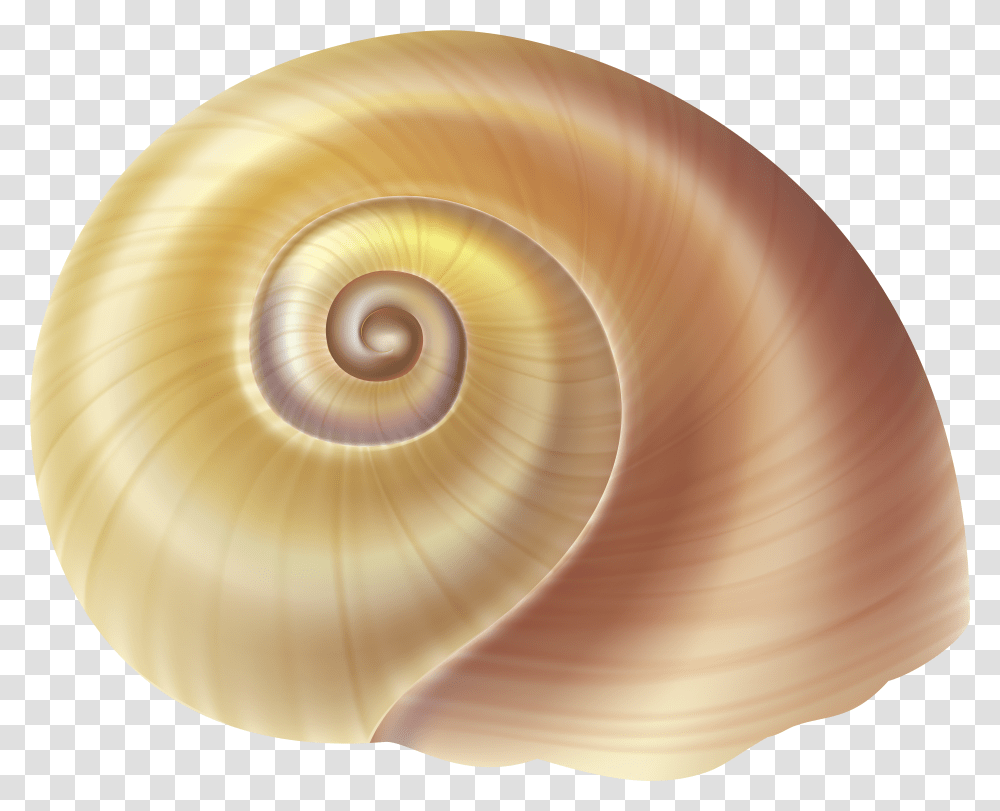 Sea Snail Shell Clip Art Image Background Seashells Transparent Png