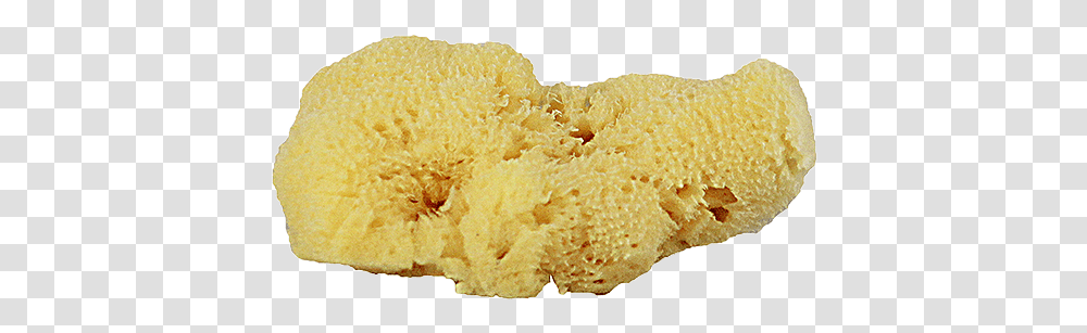 Sea Sponge 1 Image Biscuit, Bread, Food, Sponge Animal, Invertebrate Transparent Png