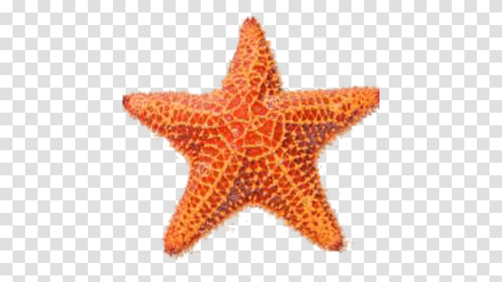 Sea Star 1 Image Sea Star Image, Sea Life, Animal, Invertebrate, Starfish Transparent Png