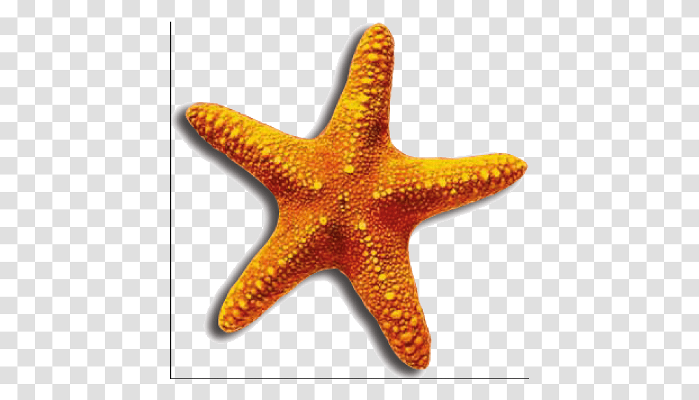 Sea Star 6 Image Starfish, Invertebrate, Sea Life, Animal Transparent Png