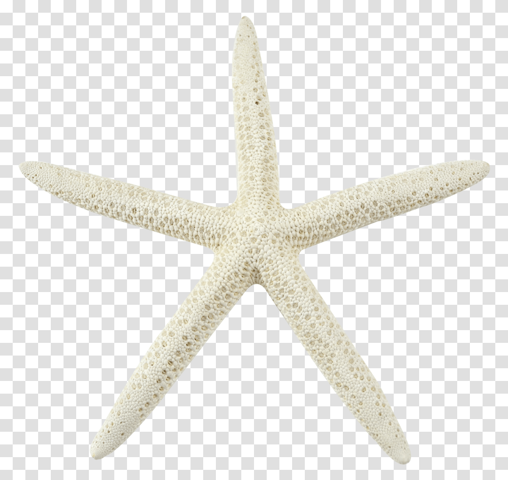 Sea Star Background White Sea Star Background, Cross, Sea Life, Animal Transparent Png