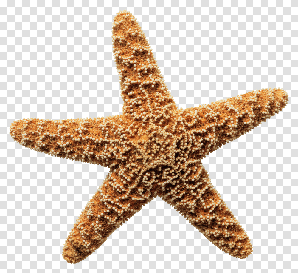 Sea Star Download Image Sea Star Starfish, Lizard, Reptile, Animal, Invertebrate Transparent Png