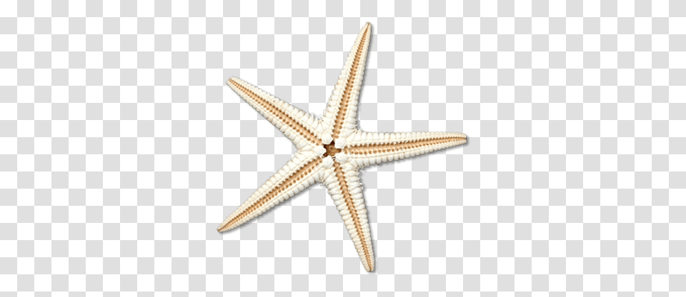 Sea Star Image Sea Star, Starfish, Invertebrate, Sea Life, Animal Transparent Png