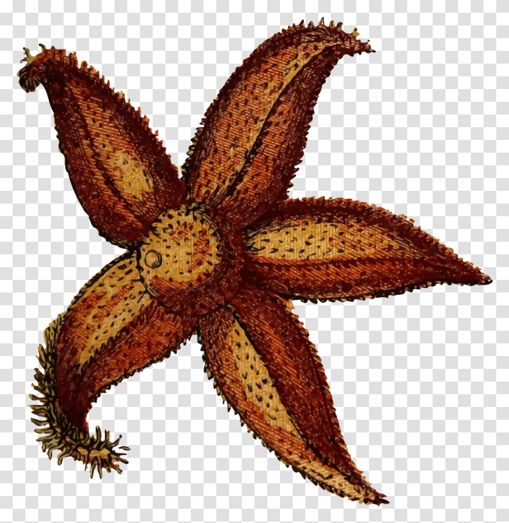 Sea Star, Starfish, Invertebrate, Sea Life, Animal Transparent Png
