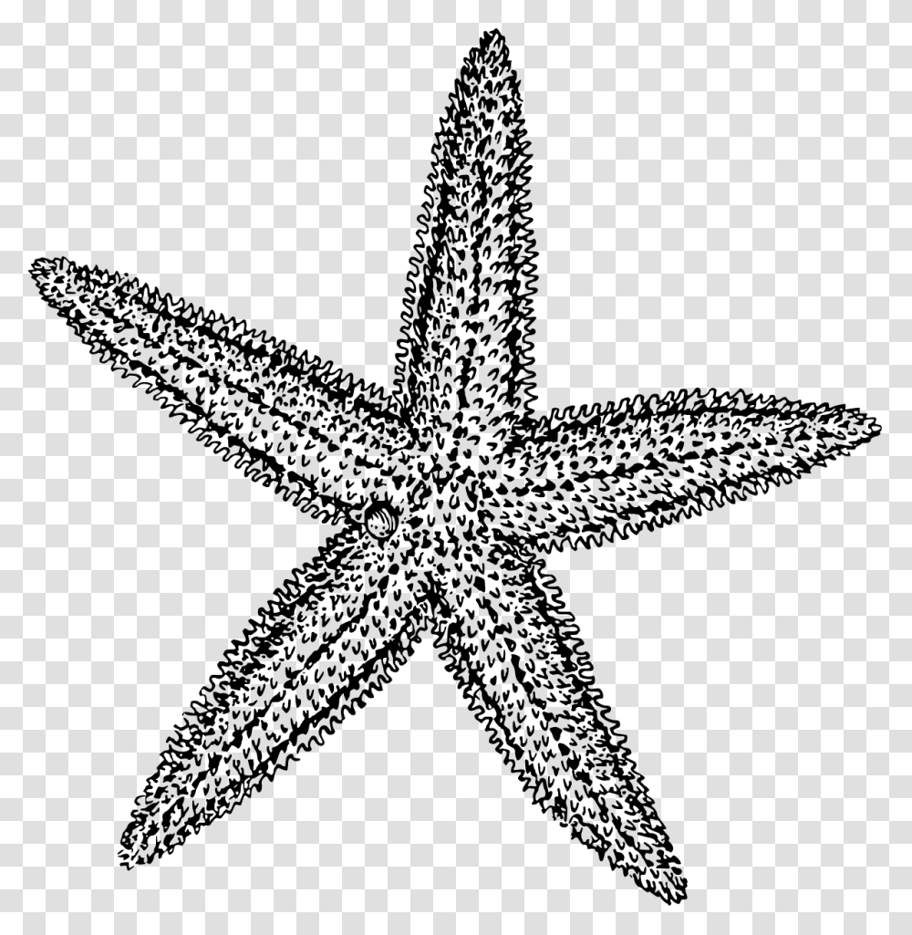 Sea Star Vector Freeuse Starfish Clipart Black And White, Gray, World Of Warcraft Transparent Png