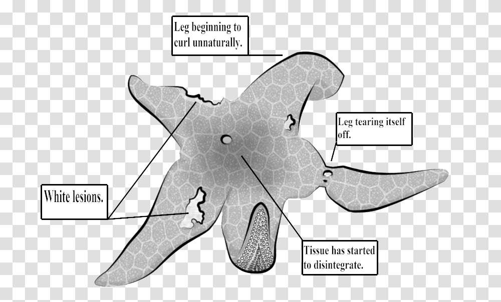 Sea Star Wasting Syndrome Echinoderm, Axe, Tool, Animal, Diagram Transparent Png