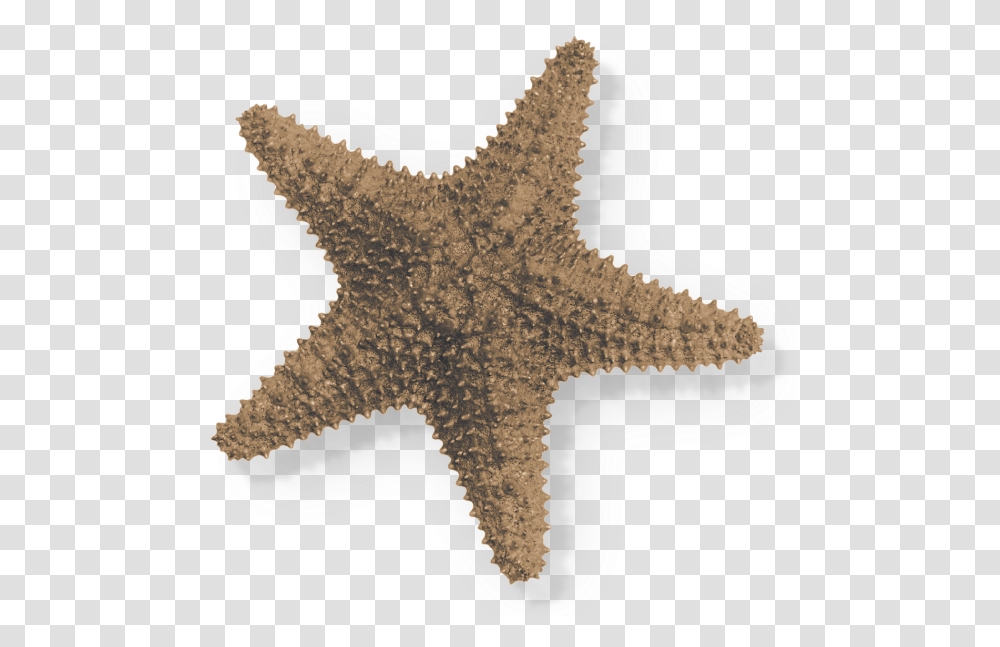 Sea Starlr Luisa Rosas Starfish, Sea Life, Animal, Invertebrate Transparent Png