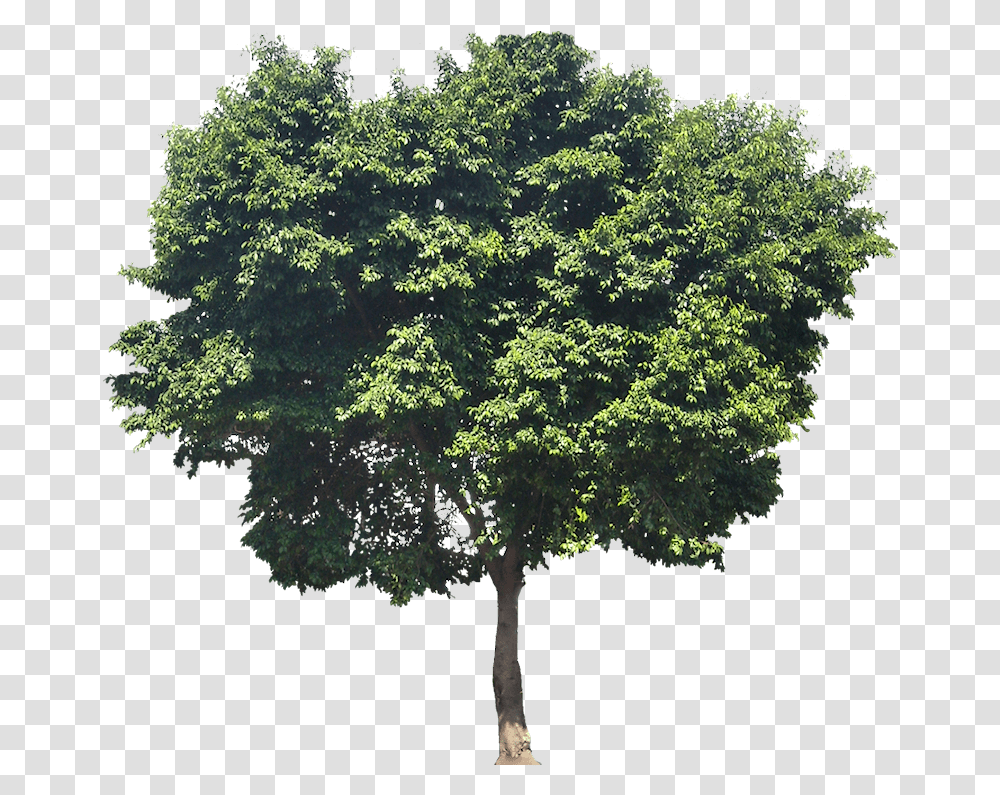 Sea Trees Architecture Picture V50 800x759 Vh Architecture Tree Elevation, Plant, Oak, Maple, Sycamore Transparent Png