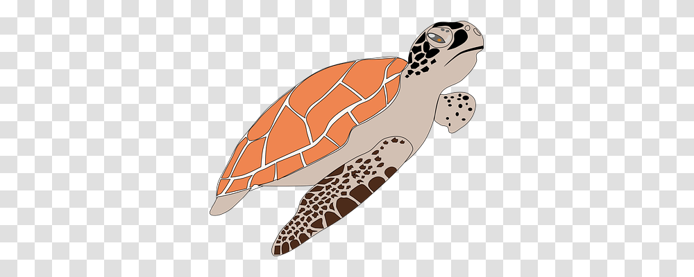 Sea Turtle Nature, Reptile, Sea Life, Animal Transparent Png