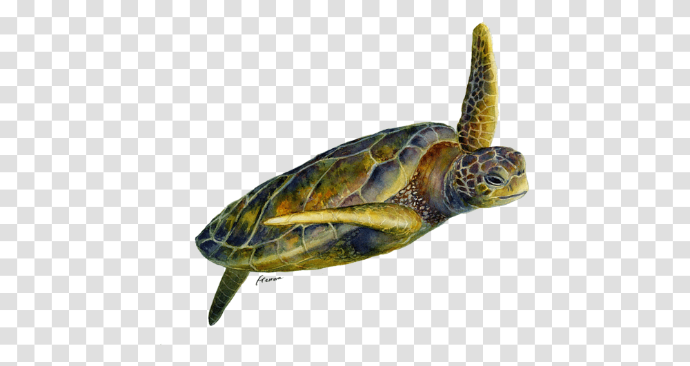 Sea Turtle 2 Solid Background Iphone X Case Sea Turtle 2, Reptile, Sea Life, Animal, Tortoise Transparent Png
