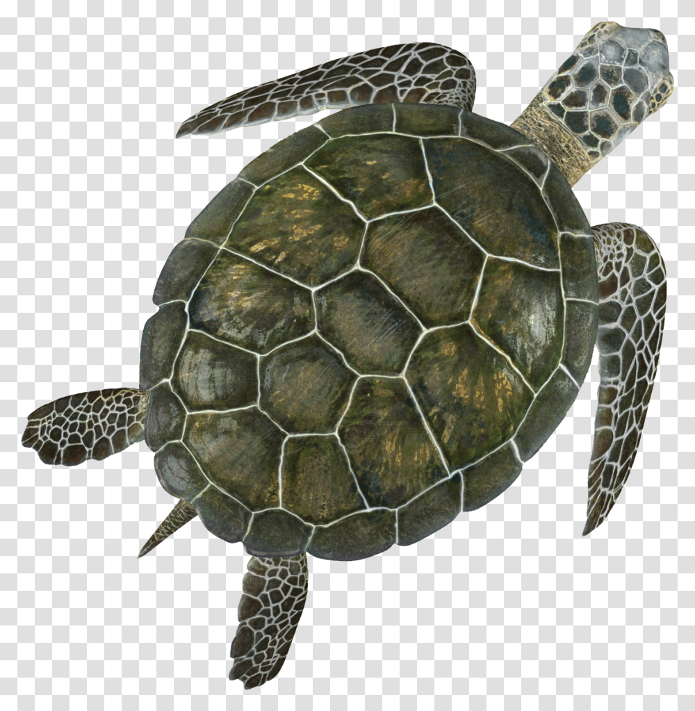 Sea Turtle Background, Reptile, Sea Life, Animal, Tortoise Transparent Png