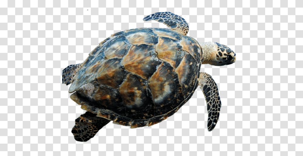 Sea Turtle Blank Background, Reptile, Sea Life, Animal, Tortoise Transparent Png