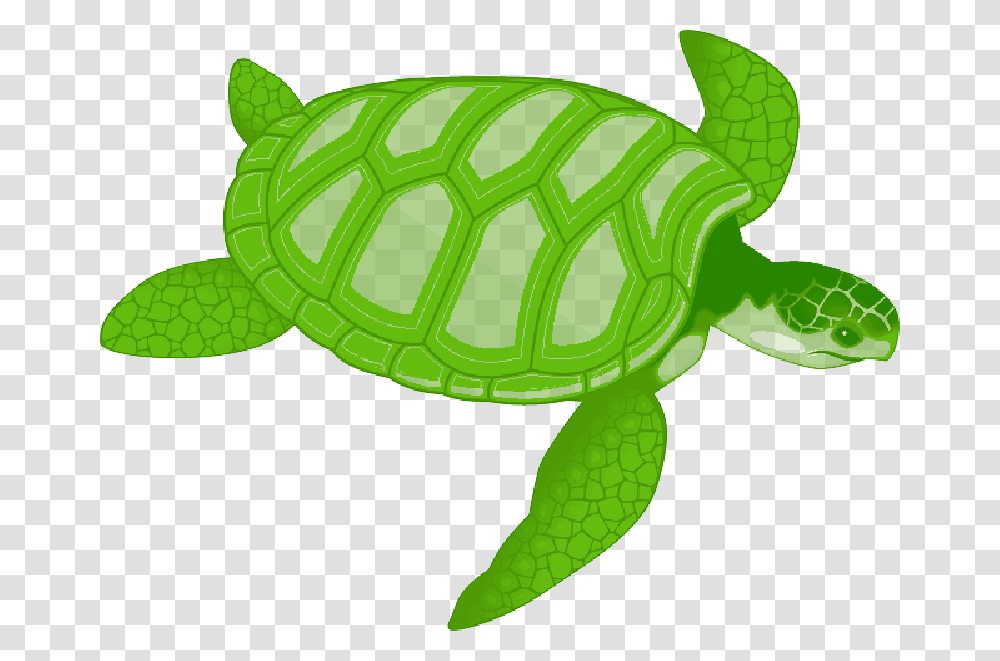 Sea Turtle Clip Art Sea Turtle Clipart, Reptile, Animal, Sea Life, Tortoise Transparent Png