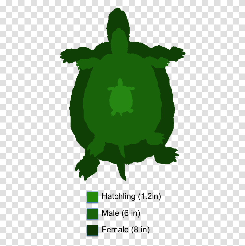 Sea Turtle Clipart Box Turtle, Green, Plant, Animal, Mammal Transparent Png
