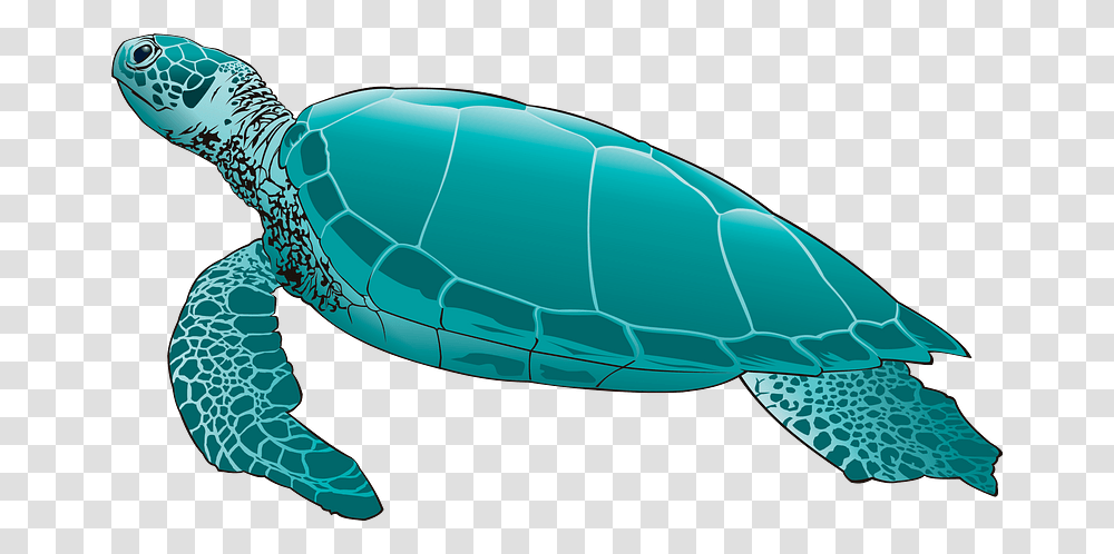 Sea Turtle Clipart Green Sea Turtle, Sea Life, Animal, Reptile, Tortoise Transparent Png