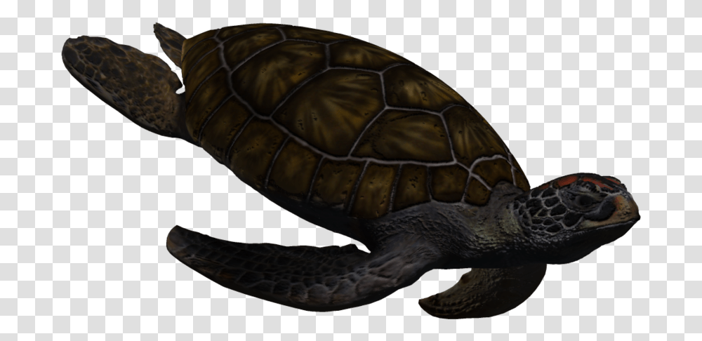 Sea Turtle Gif Background, Reptile, Sea Life, Animal, Tortoise Transparent Png
