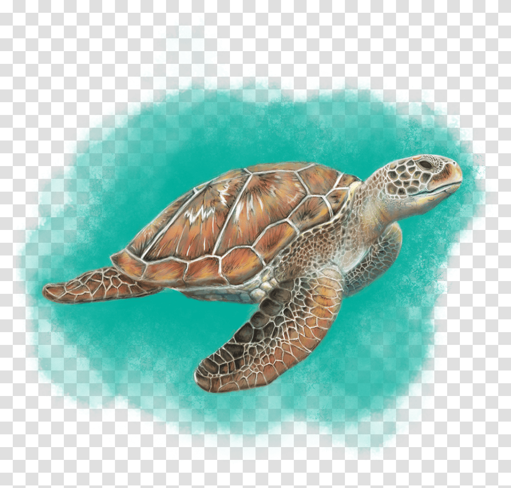 Sea Turtle Hawksbill Sea Turtle, Reptile, Sea Life, Animal, Tortoise Transparent Png