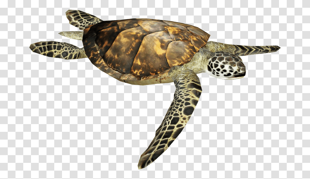 Sea Turtle Image Hawksbill Sea Turtle, Reptile, Sea Life, Animal, Tortoise Transparent Png