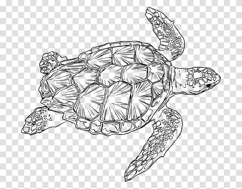 Sea Turtle Line Art, Gray, World Of Warcraft Transparent Png