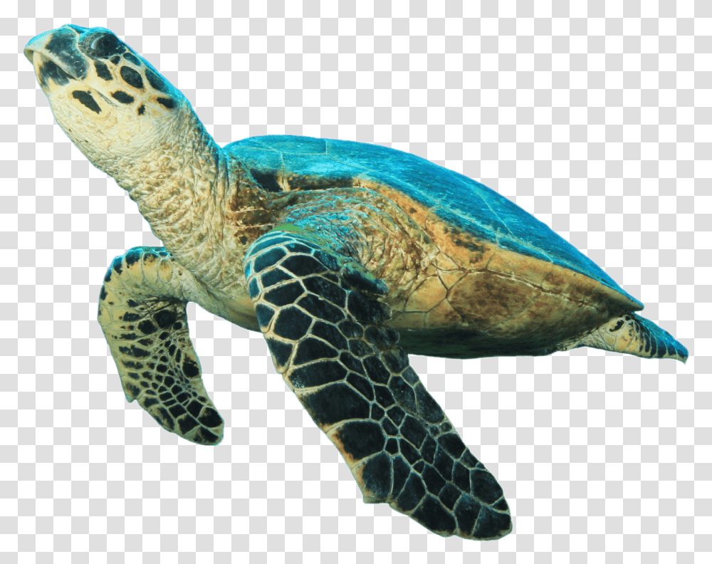 Sea Turtle No Background Download Sea Turtle, Reptile, Sea Life, Animal, Tortoise Transparent Png