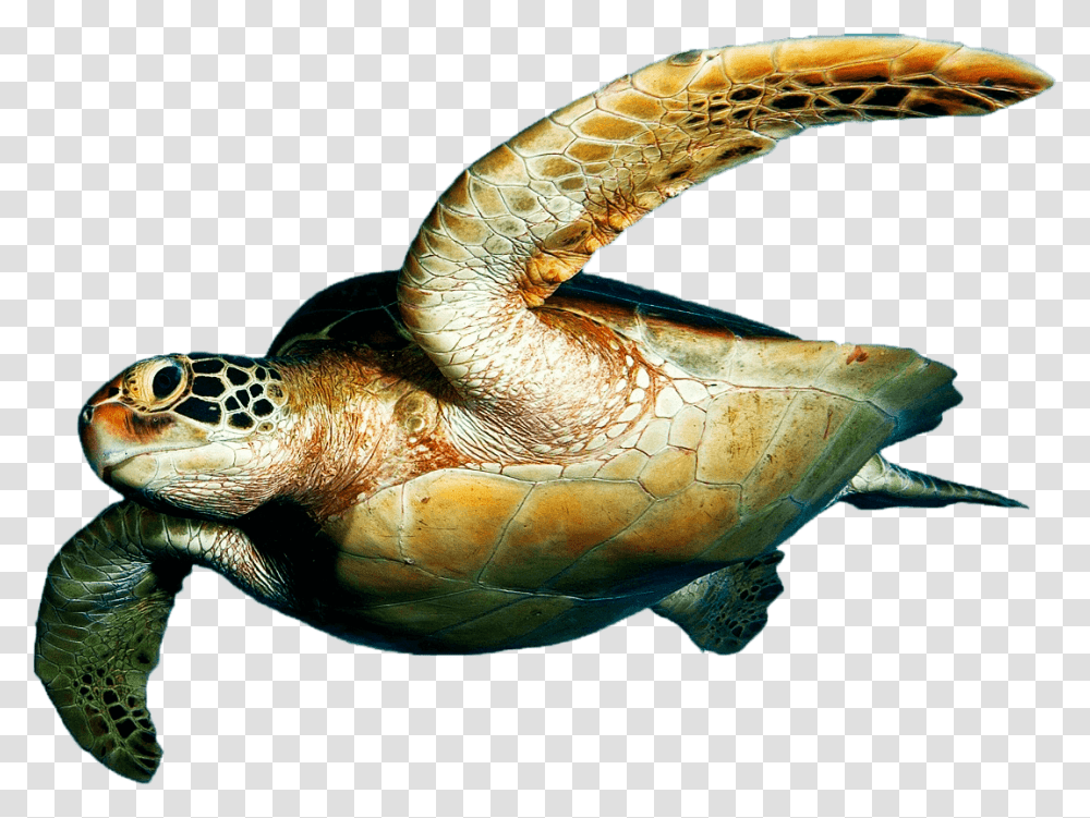 Sea Turtle On Background, Reptile, Sea Life, Animal, Tortoise Transparent Png