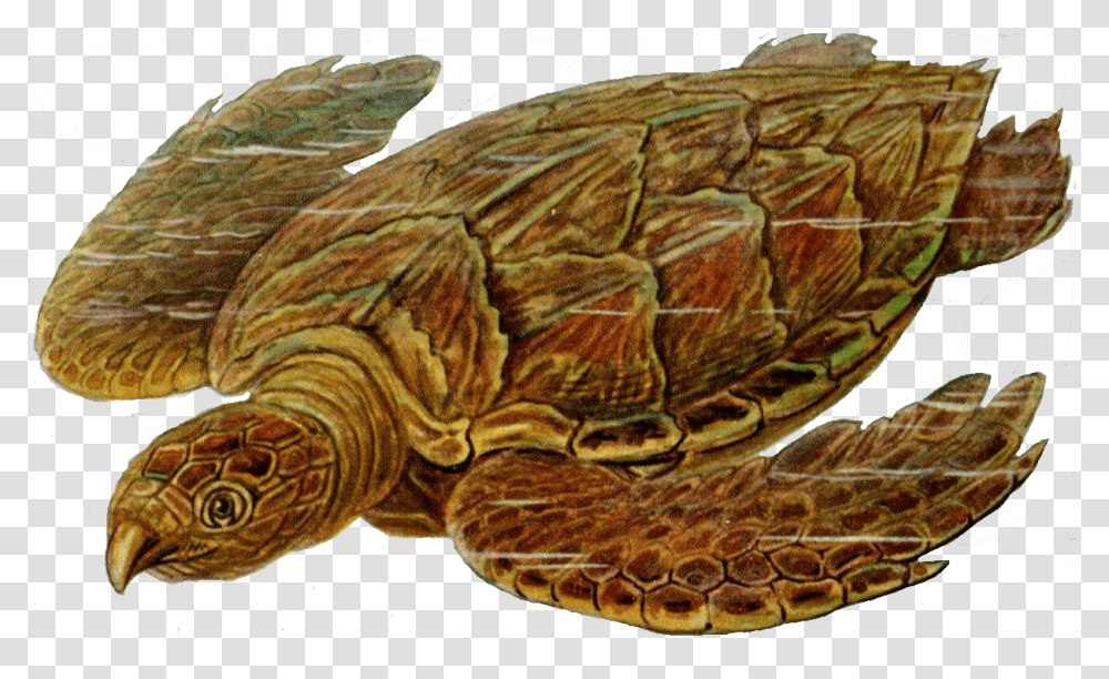 Sea Turtle, Reptile, Animal, Sea Life, Tortoise Transparent Png