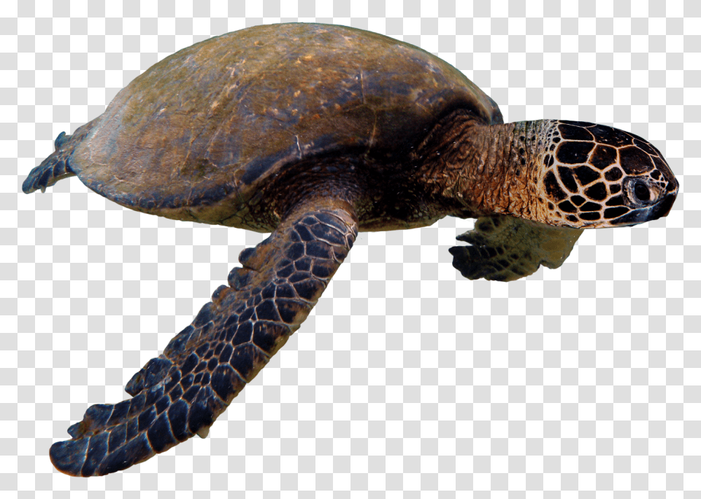 Sea Turtle, Reptile, Sea Life, Animal, Tortoise Transparent Png