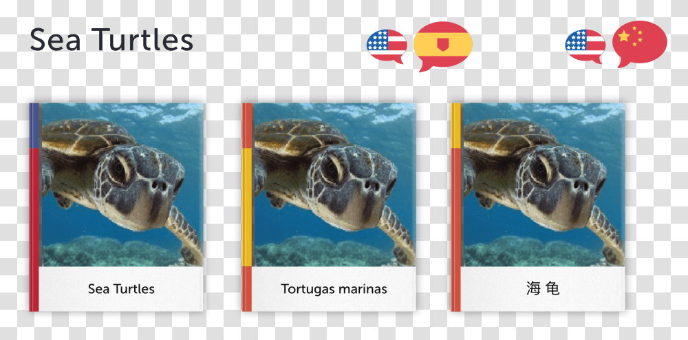 Sea Turtle, Reptile, Sea Life, Animal, Tortoise Transparent Png