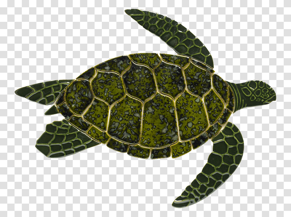 Sea Turtle, Reptile, Sea Life, Animal Transparent Png