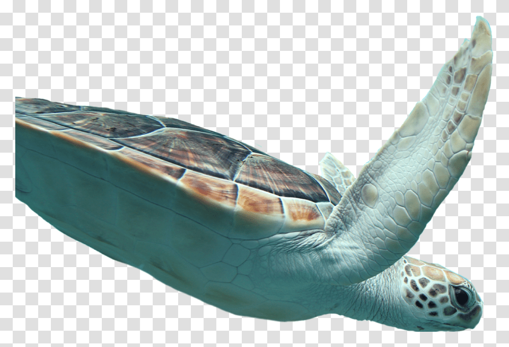 Sea Turtle, Tortoise, Reptile, Sea Life, Animal Transparent Png