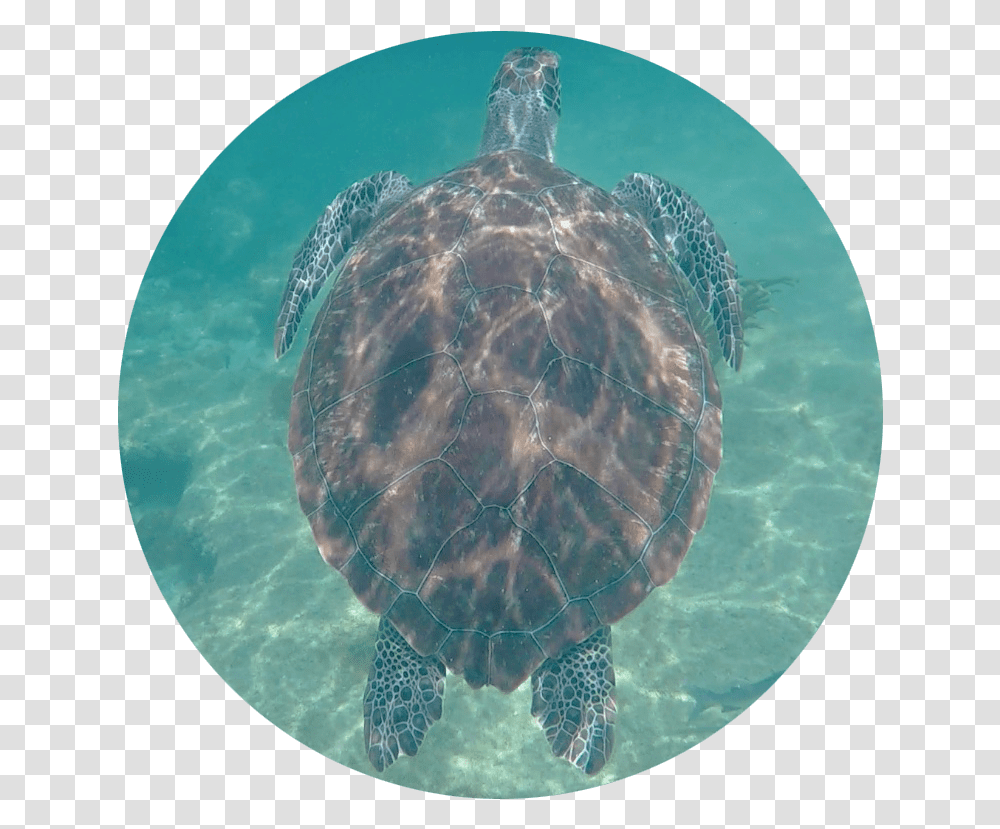 Sea Turtle Tote Bag Ridley Sea Turtle, Reptile, Sea Life, Animal, Tortoise Transparent Png