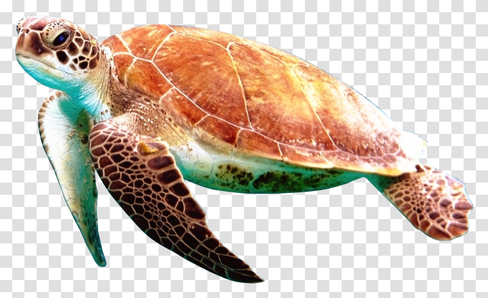 Sea Turtle With No Background, Reptile, Sea Life, Animal, Tortoise Transparent Png