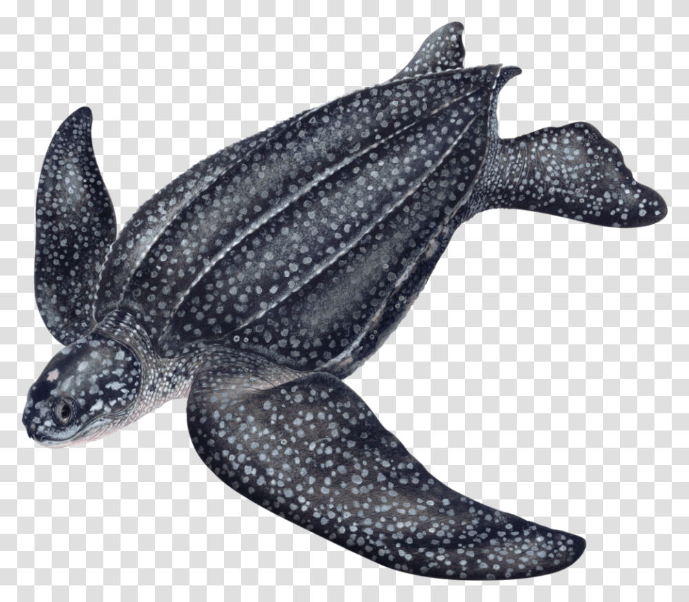 Sea Turtles Leatherback, Sea Life, Animal, Invertebrate, Octopus Transparent Png