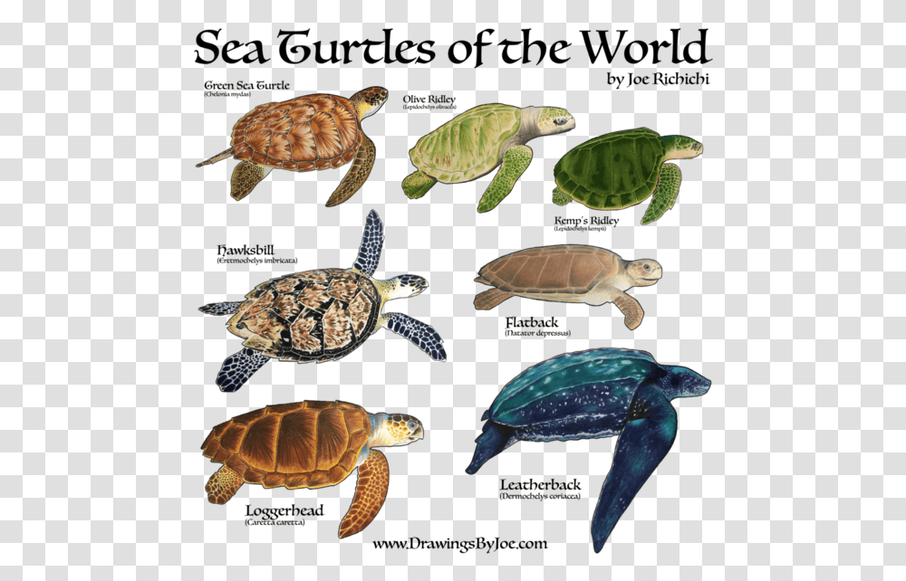 Sea Turtles Of The World Sweatshirt Sea Turtles 7 Species, Tortoise, Reptile, Sea Life, Animal Transparent Png