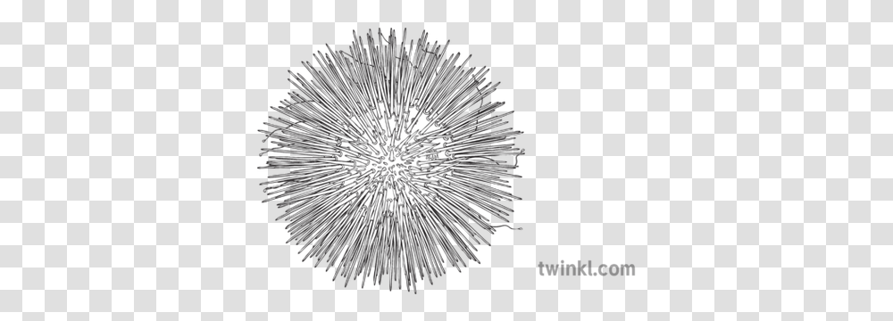 Sea Urchin Animals Ocean Ks2 Black And White Illustration Dot, Crystal, Fireworks, Night, Outdoors Transparent Png