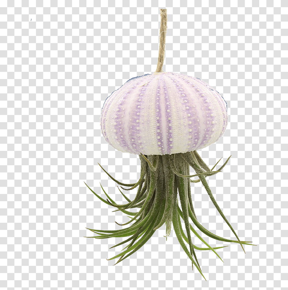 Sea Urchin Hanging Sea Urchin Air Plant, Flower, Fungus, Potted Plant, Vase Transparent Png