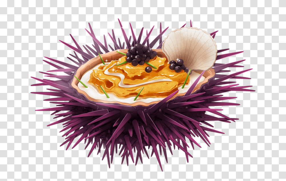 Sea Urchin Honeybee, Birthday Cake, Dessert, Food, Sea Life Transparent Png