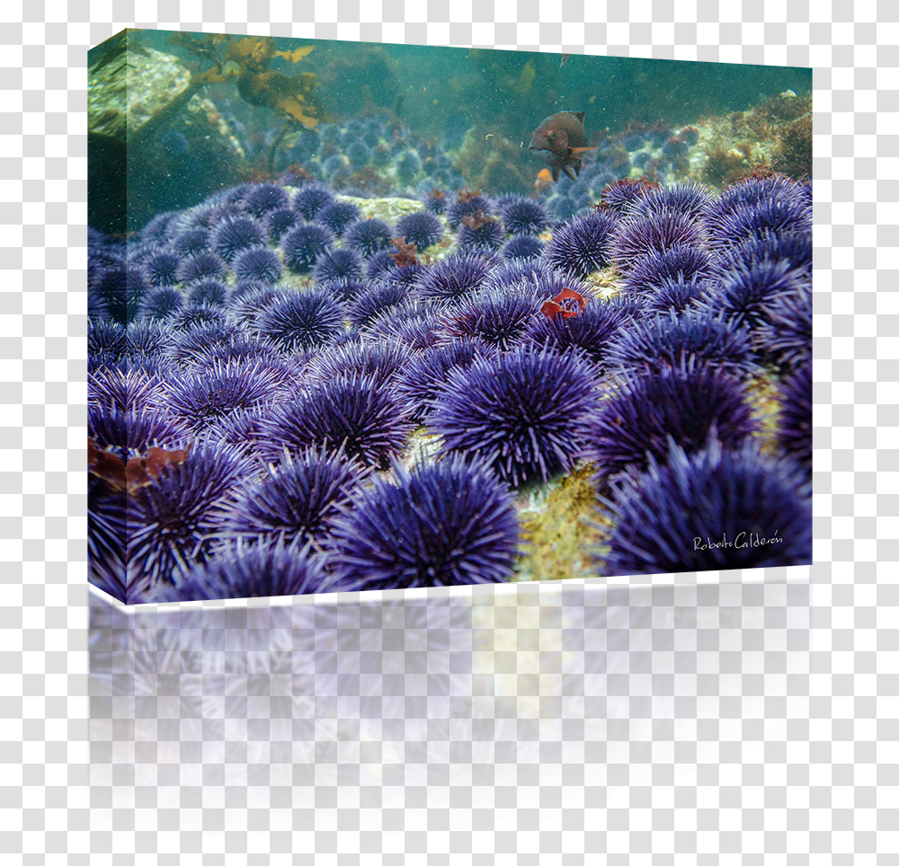 Sea Urchin, Outdoors, Water, Nature, Ocean Transparent Png