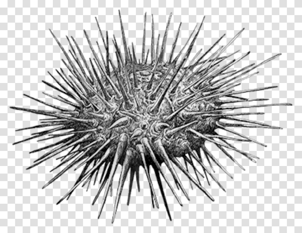 Sea Urchin, Sea Life, Animal, Invertebrate, Brush Transparent Png