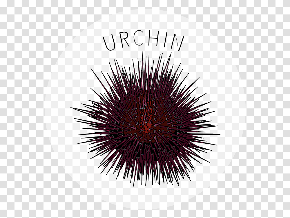 Sea Urchin, Sea Life, Animal, Invertebrate Transparent Png