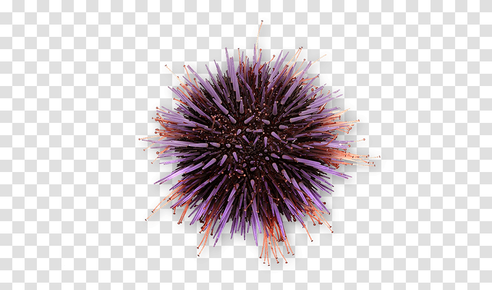 Sea Urchin, Sea Life, Animal, Invertebrate Transparent Png