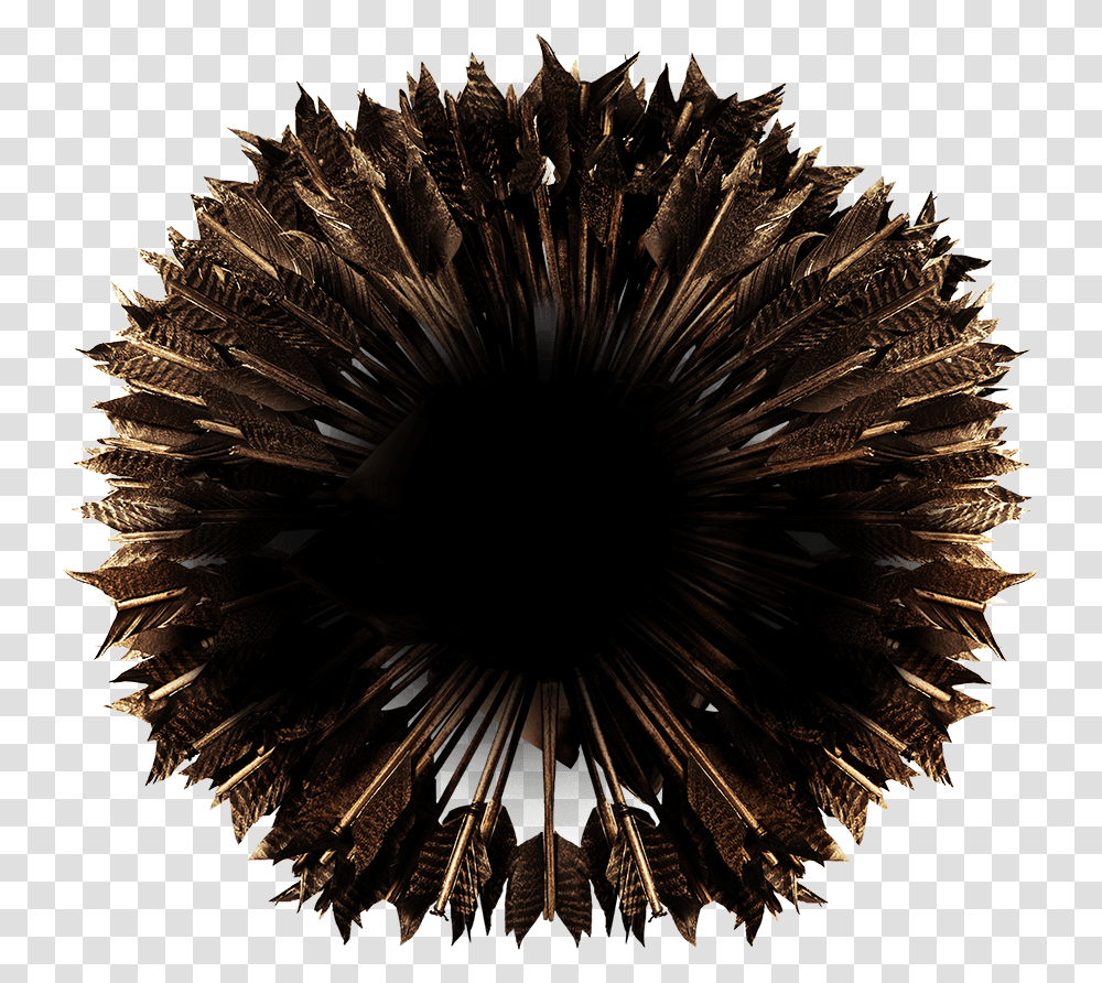 Sea Urchin Symmetry, Light, Flower, Plant, Blossom Transparent Png