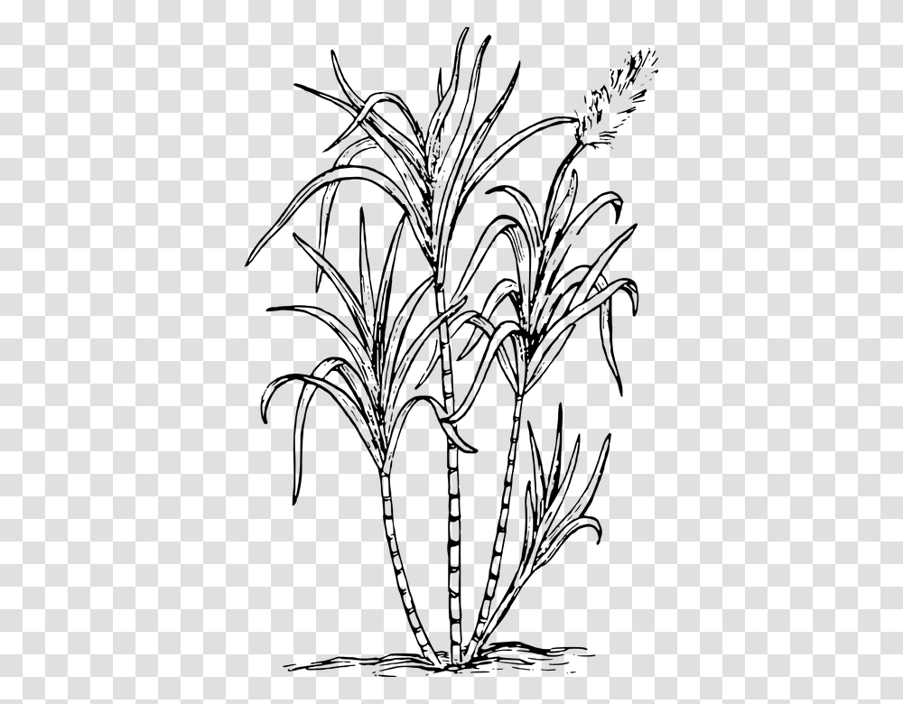 Sea Weed Biology Plant Flower Leaves Botany Sugar Cane Clipart Black And White, Gray, World Of Warcraft Transparent Png