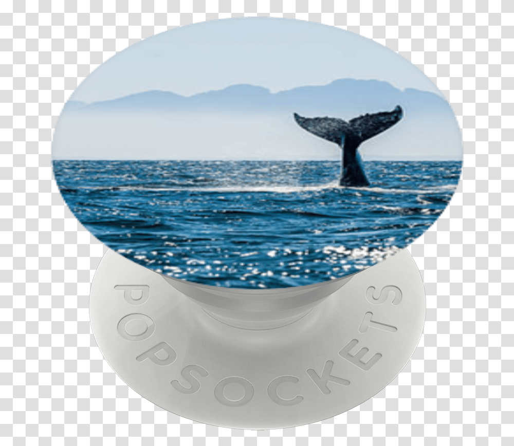 Sea, Window, Bathtub, Mammal, Animal Transparent Png