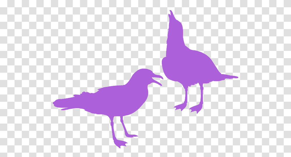 Seabird, Animal, Dove, Pigeon, Fowl Transparent Png