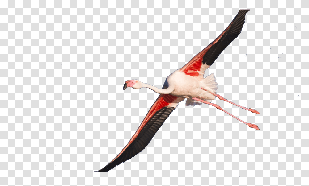 Seabird, Animal, Flamingo Transparent Png