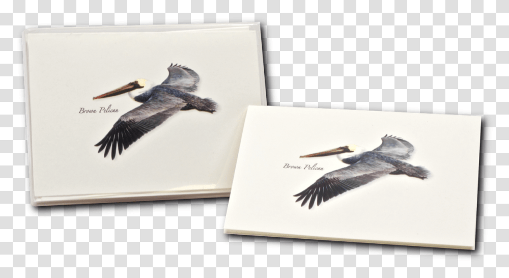 Seabird, Animal, Pelican, Flying Transparent Png