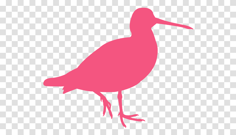 Seabird, Beak, Animal, Waterfowl, Kiwi Bird Transparent Png